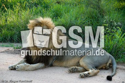 Löwen (28 von 69).jpg